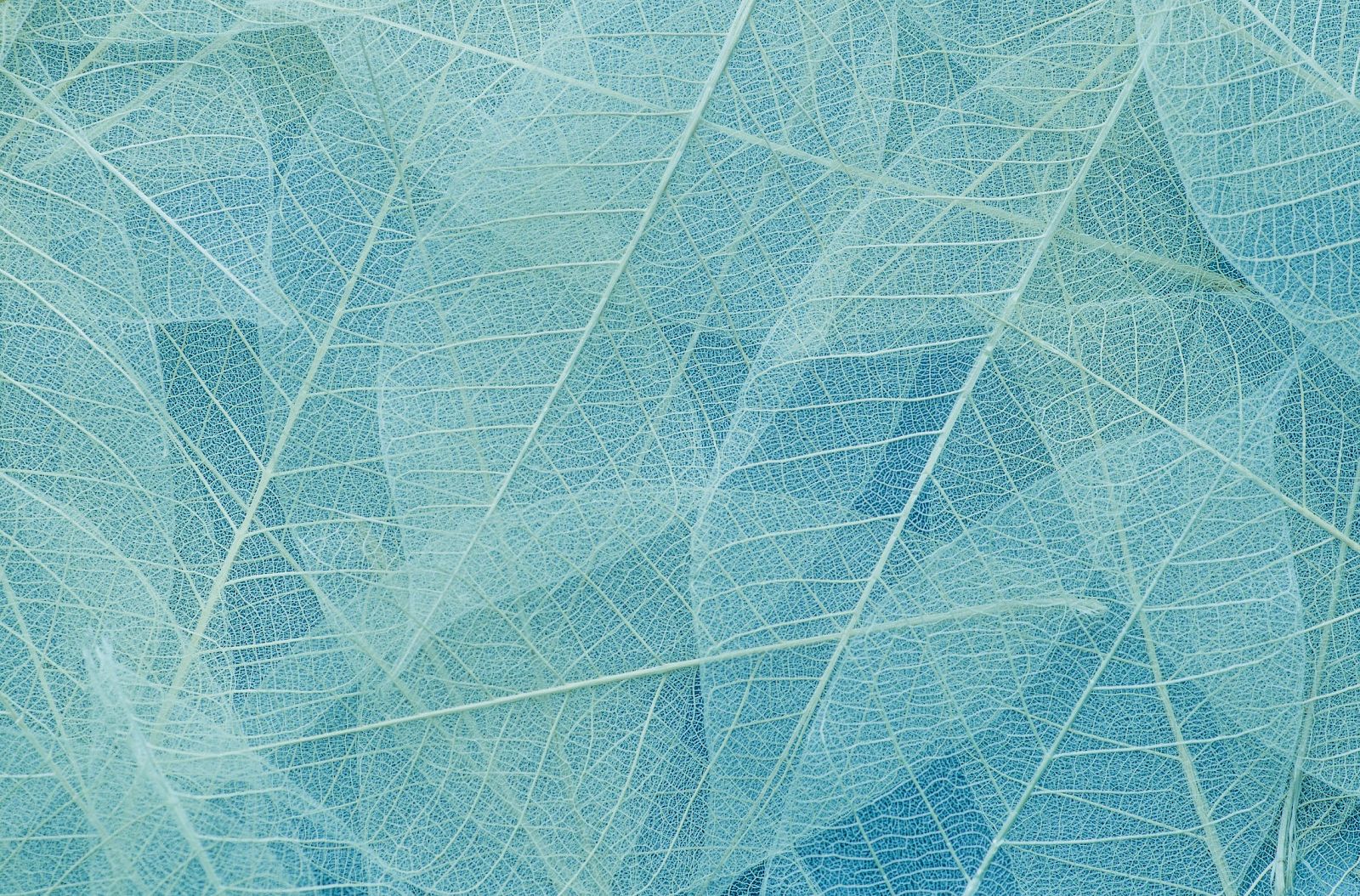 The image shows a detailed, overlapping pattern of translucent blue leaves with visible veins creating an intricate, textured background.